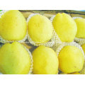 Chinese Good Quality Fresh Ya Pear